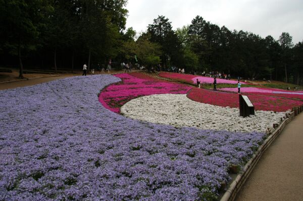 秩父羊山公園　芝桜－１_e0043548_22272741.jpg