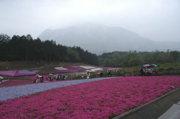 秩父羊山公園　芝桜－１_e0043548_2229536.jpg