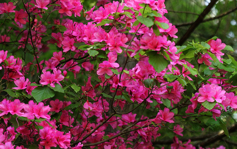 ムラサキオンツツジ Rhododendron Weyrichii F Purpureum 鳥平の自然だより 植物編