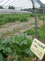 f0139963_1452949.jpg