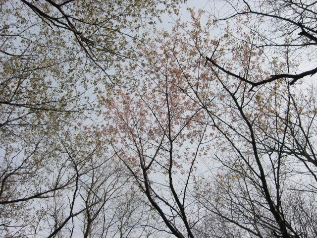 母の見た桜　_c0114872_16303440.jpg