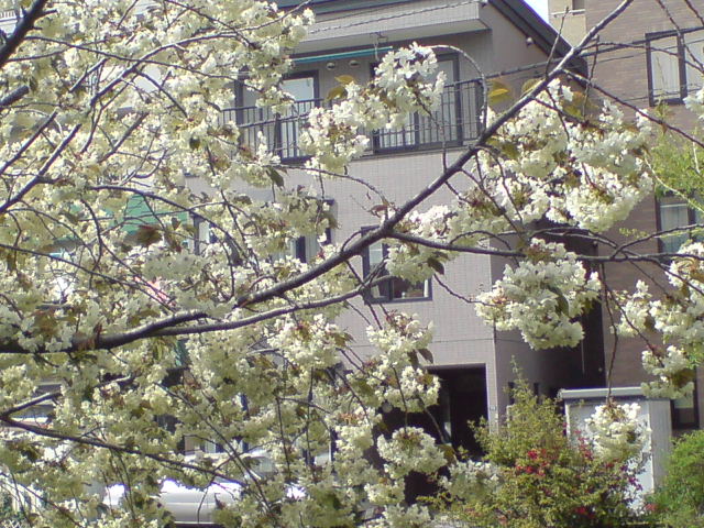 c0102374_32168.jpg