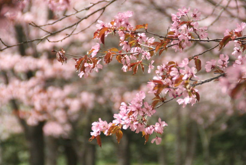 ５月４日　八雲　さらんべ公園にて　花見_c0112479_7395172.jpg