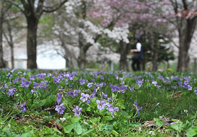 ５月４日　八雲　さらんべ公園にて　花見_c0112479_7445272.jpg