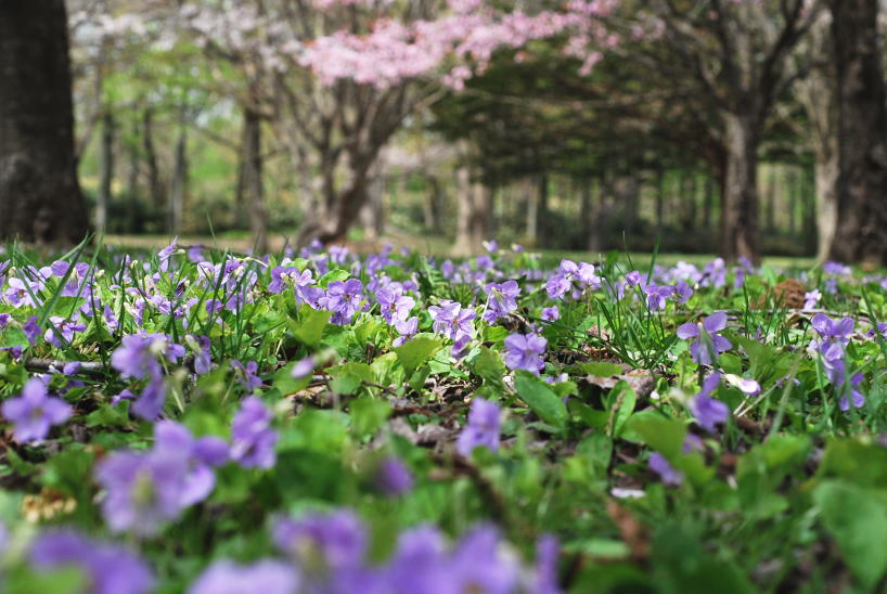 ５月４日　八雲　さらんべ公園にて　花見_c0112479_745640.jpg