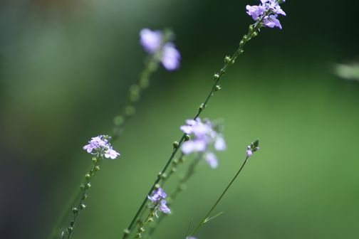 いくつもの週末　　5月17日　　7:12_e0061785_659332.jpg