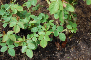 d0129786_14521468.jpg