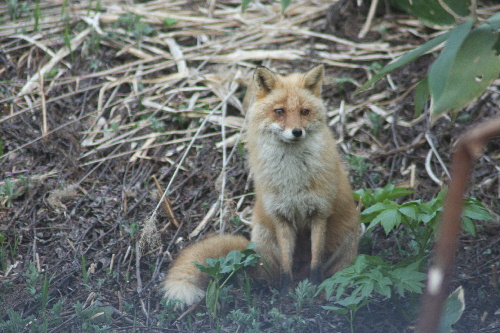 GW北海道☆1日目　函館～定山渓　-2008年05月02日(金）-_f0118293_7365035.jpg