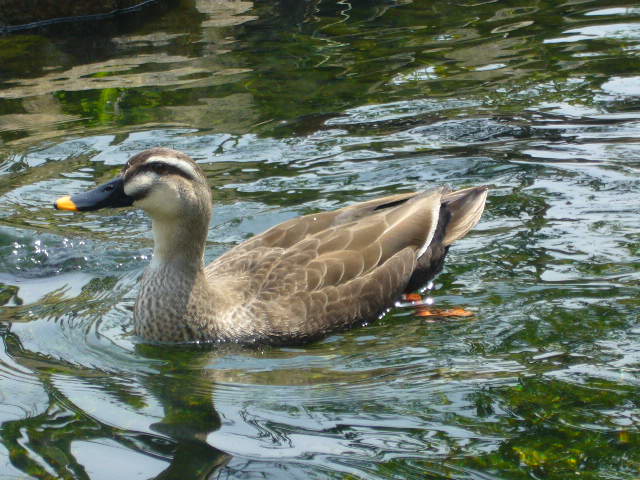 e0131506_092710.jpg