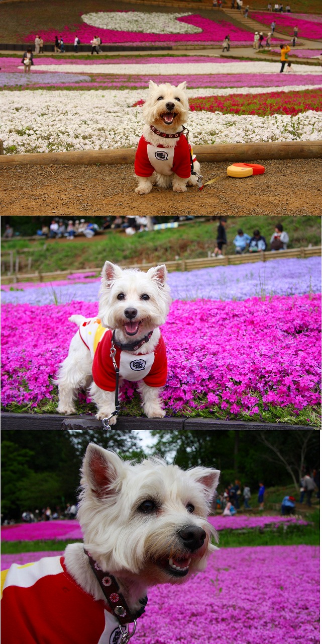 今年はこゆきちゃんと芝桜を見てきました♪_f0039907_0221858.jpg