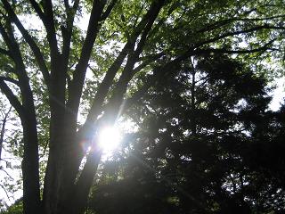 京都御所~_a0064213_20552365.jpg