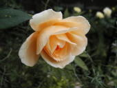 e0128024_20455414.jpg