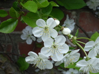 桜 in 屋台小屋_f0165831_4552842.jpg