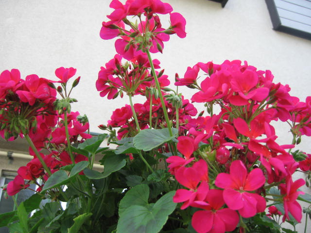 b0088037_8295867.jpg