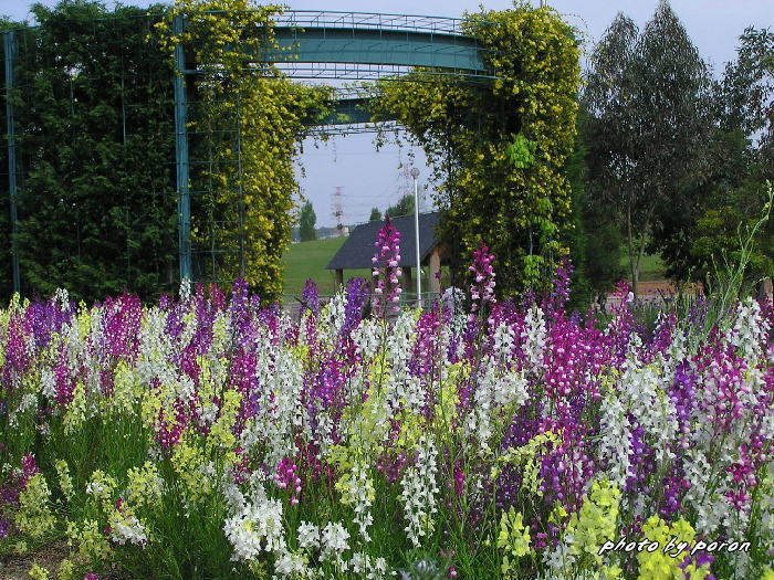 山田池公園の各花壇で４月末に咲いていた園芸花_c0137342_9125911.jpg