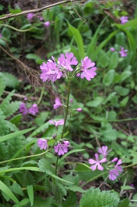 野の花　その１_f0114346_2264552.jpg