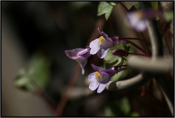 身近なよく似た花達 野草風薫 身近なよく似た花達 野草風薫