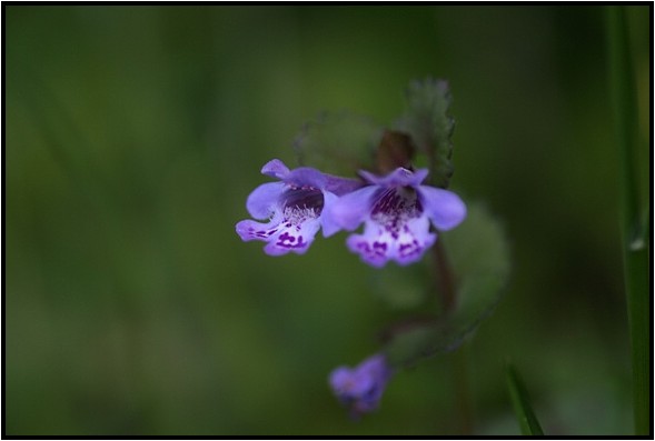 身近なよく似た花達 野草風薫 身近なよく似た花達 野草風薫