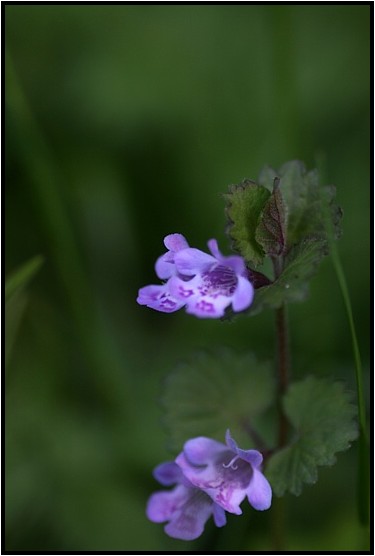 身近なよく似た花達 野草風薫 身近なよく似た花達 野草風薫