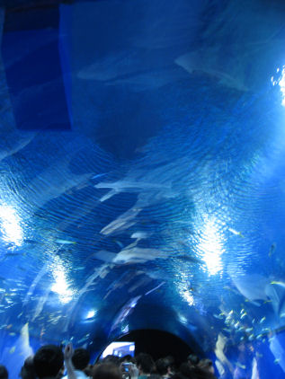 c0073649_1653693.jpg
