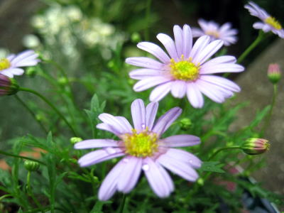 c0147952_2147276.jpg