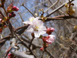 桜咲く_b0086858_1614341.jpg