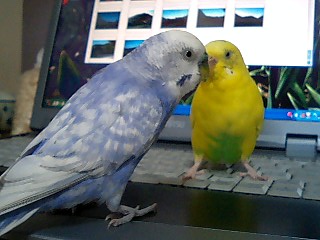 インコとお出かけ 小鳥と暮らす
