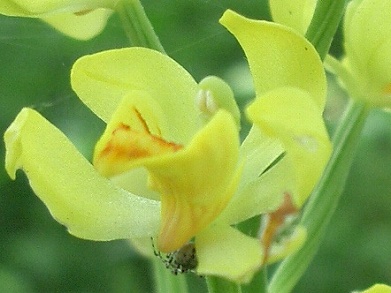 キンラン(金蘭)・・・絶滅危惧II類(VU)、千葉県一般保護生物_c0085874_15244746.jpg