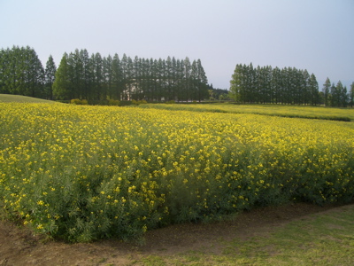 d0141376_0114862.jpg