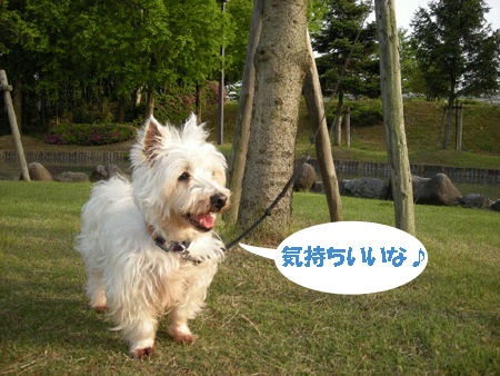 e0066883_19241415.gif