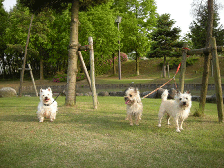 e0066883_19244527.gif