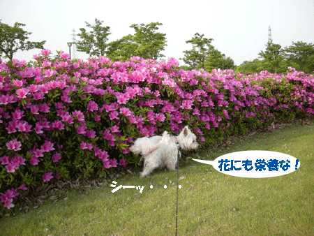 e0066883_19275727.gif