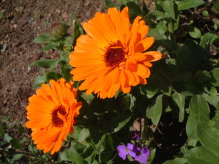 b0119289_43365.jpg