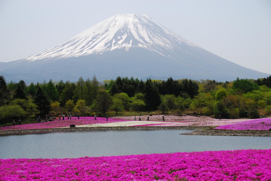 富士芝桜まつり_e0124594_19144255.jpg