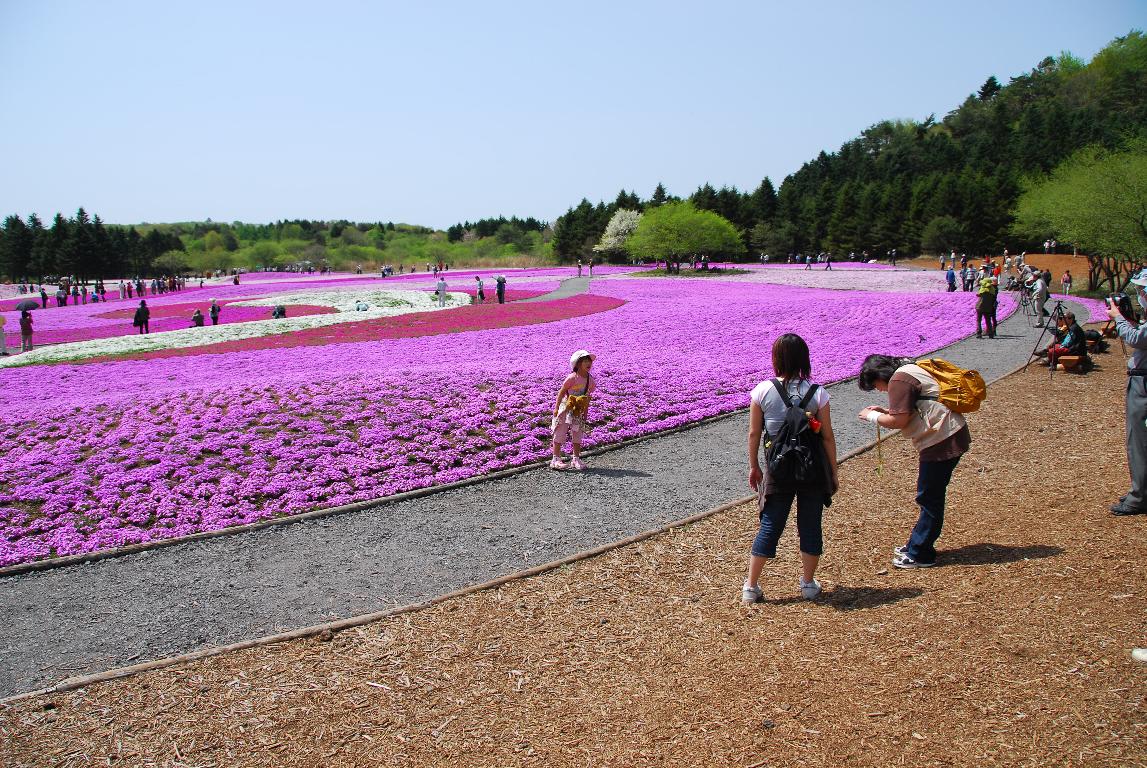 富士芝桜まつり_e0124594_1915367.jpg