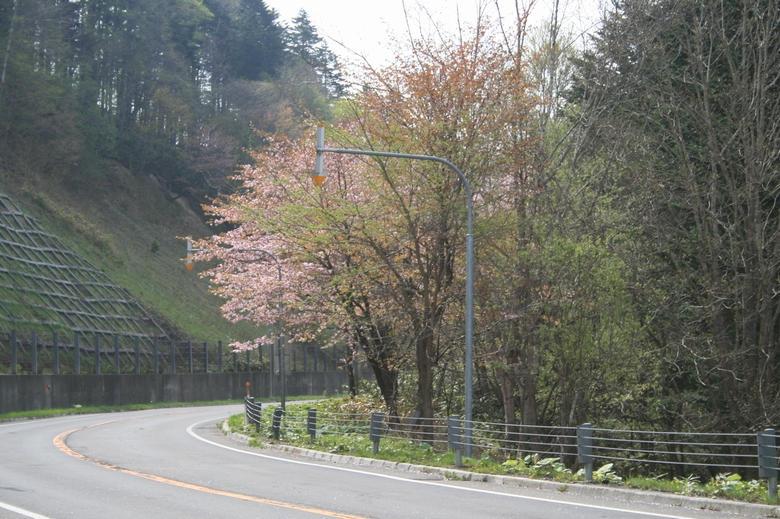 峠は桜のアプローチ・・・_d0119909_21274194.jpg