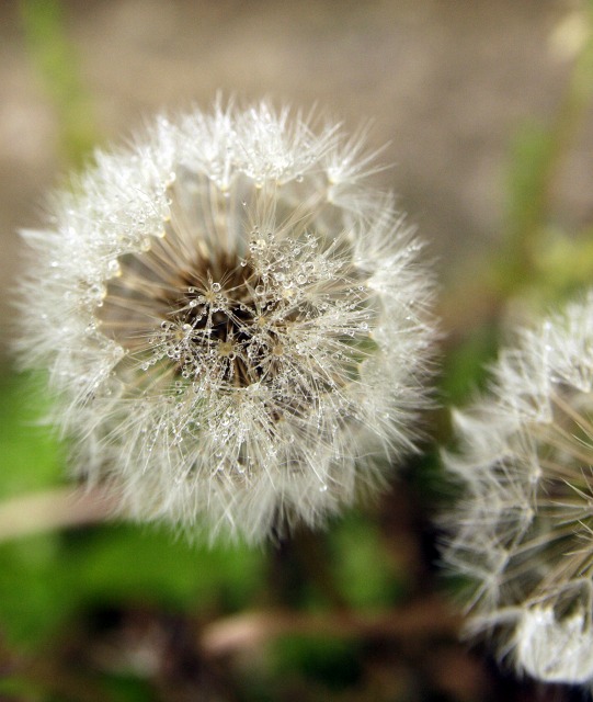 c0071611_90371.jpg
