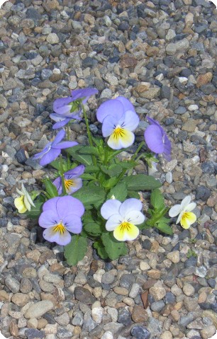 本庄の家－玄関へのアプローチの花 _e0016513_2285278.jpg