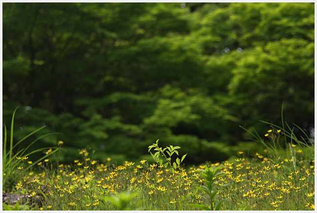 岡崎東公園にて　野の花_e0077631_1973564.jpg