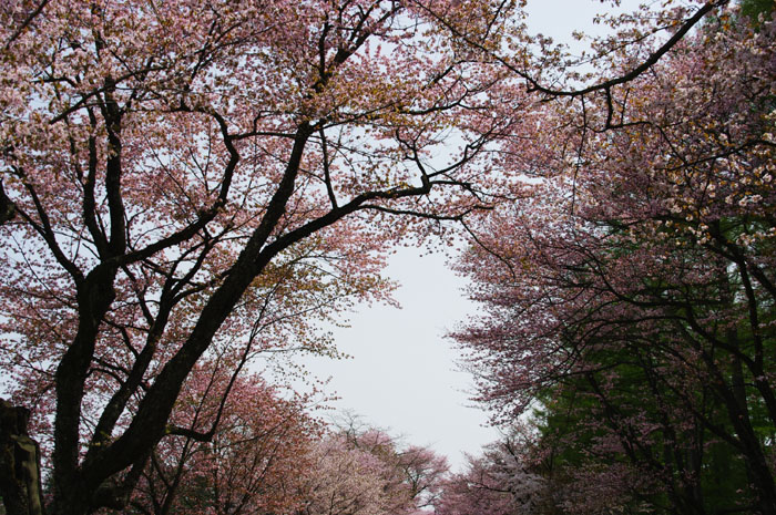 桜空（さくらぞら）_a0054232_23363560.jpg