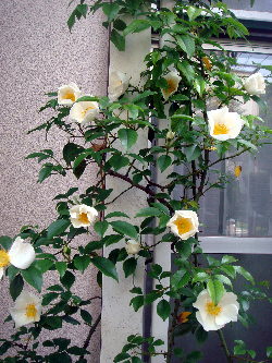 e0109336_2273896.jpg