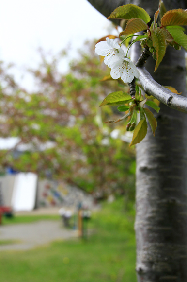 余市の中央公園でお花見ランチ！？_f0130737_1354414.jpg