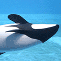 b0027439_21423376.gif