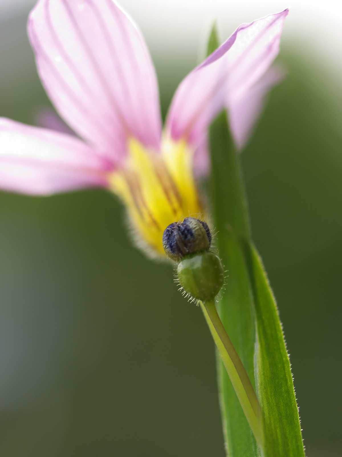 ミニ花シリーズ(2)  ニワセキショウ_a0089554_20275593.jpg