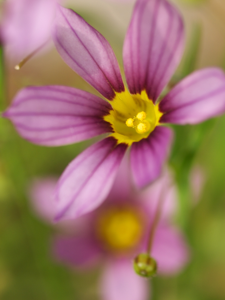 ミニ花シリーズ(2)  ニワセキショウ_a0089554_2028379.jpg