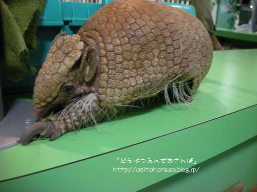 あるまじろ 動物園でお散歩 あるまじろ 動物園でお散歩