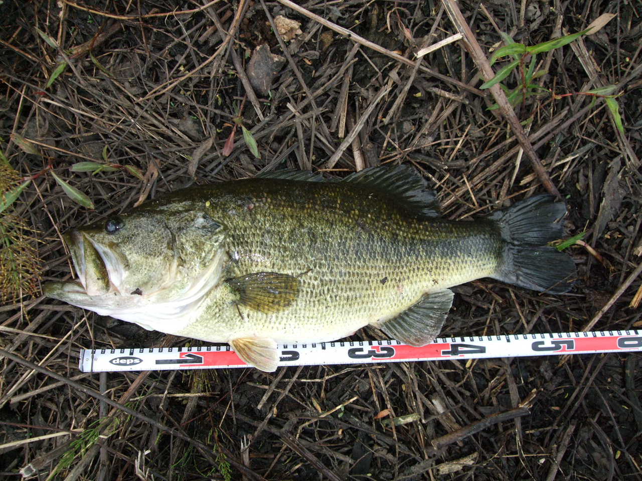 c0127358_20264540.jpg