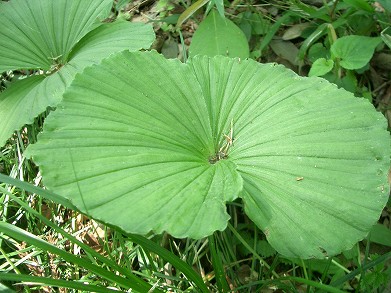 クマガイソウ(熊谷草)・・・絶滅危惧II類(VU)_c0085874_10395769.jpg