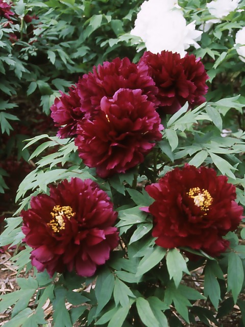 b0074377_2250366.jpg
