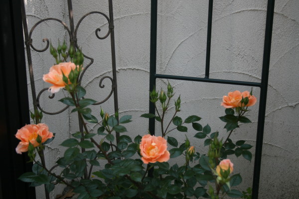 e0114977_10084.jpg
